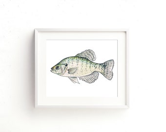 White Crappie Watercolor Fine Art Print