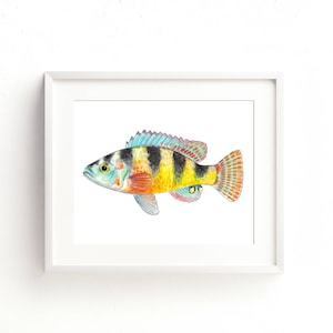 Zebra Obliquidens Watercolor Fine Art Print