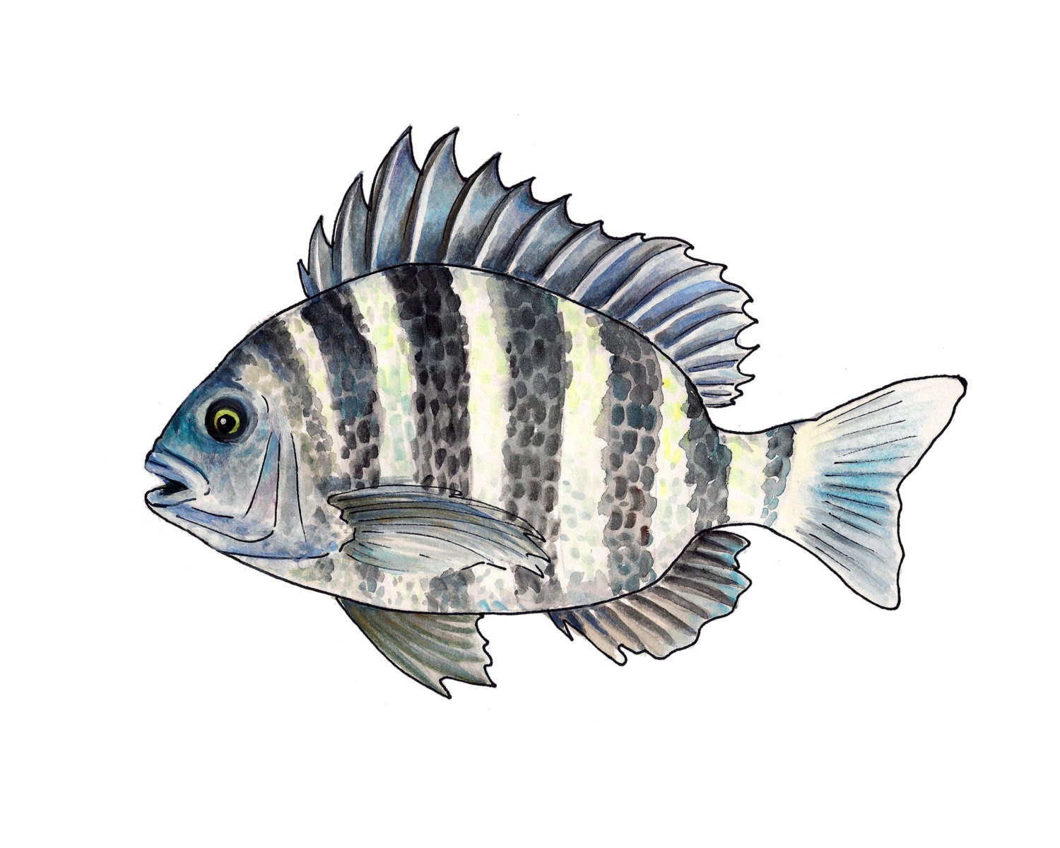 Sheepshead Watercolor Fine Art Print - Etsy