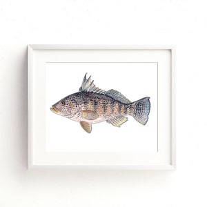 Black Sea Bass Watercolor Fine Art Print
