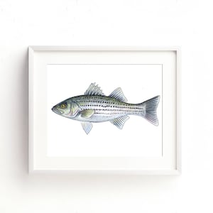 Striped Bass Watercolor Fine Art Print