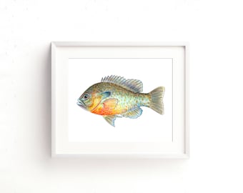 Redbreast Sunfish Watercolor Fine Art Print