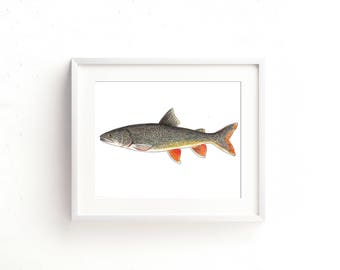 Lake Trout Watercolor Fine Art Print