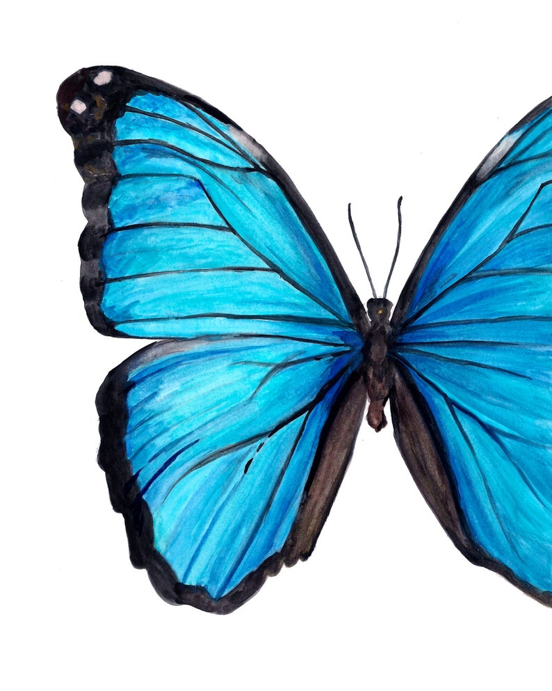 Blue Morpho Butterfly Watercolor Fine Art Print image 2