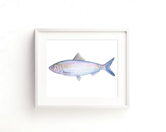 Shad Watercolor Fine Art Print