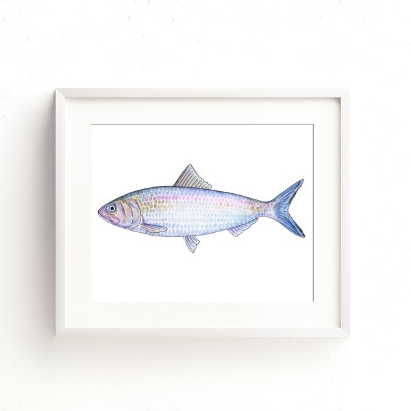 Shad Aquarell Fine Art Print