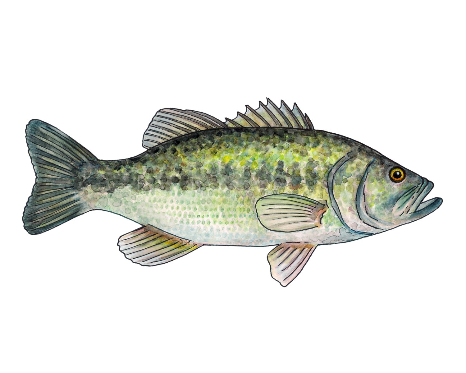 Bas Drawings Color Largemouth Bass Watercolor Fine Art Print - Etsy