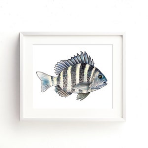 Sheepshead Watercolor Fine Art Print