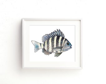 Sheepshead Watercolor Fine Art Print
