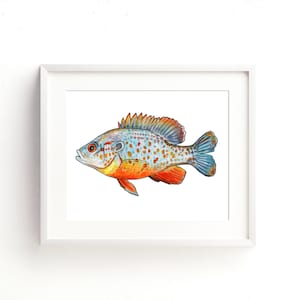 Orange Spotted Sunfish Watercolor Fine Art Print