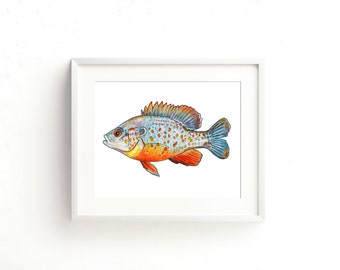 Orange Spotted Sunfish Watercolor Fine Art Print