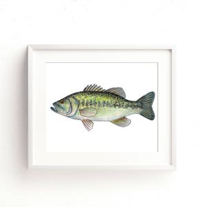 Largemouth Bass Aquarel Fine Art Print