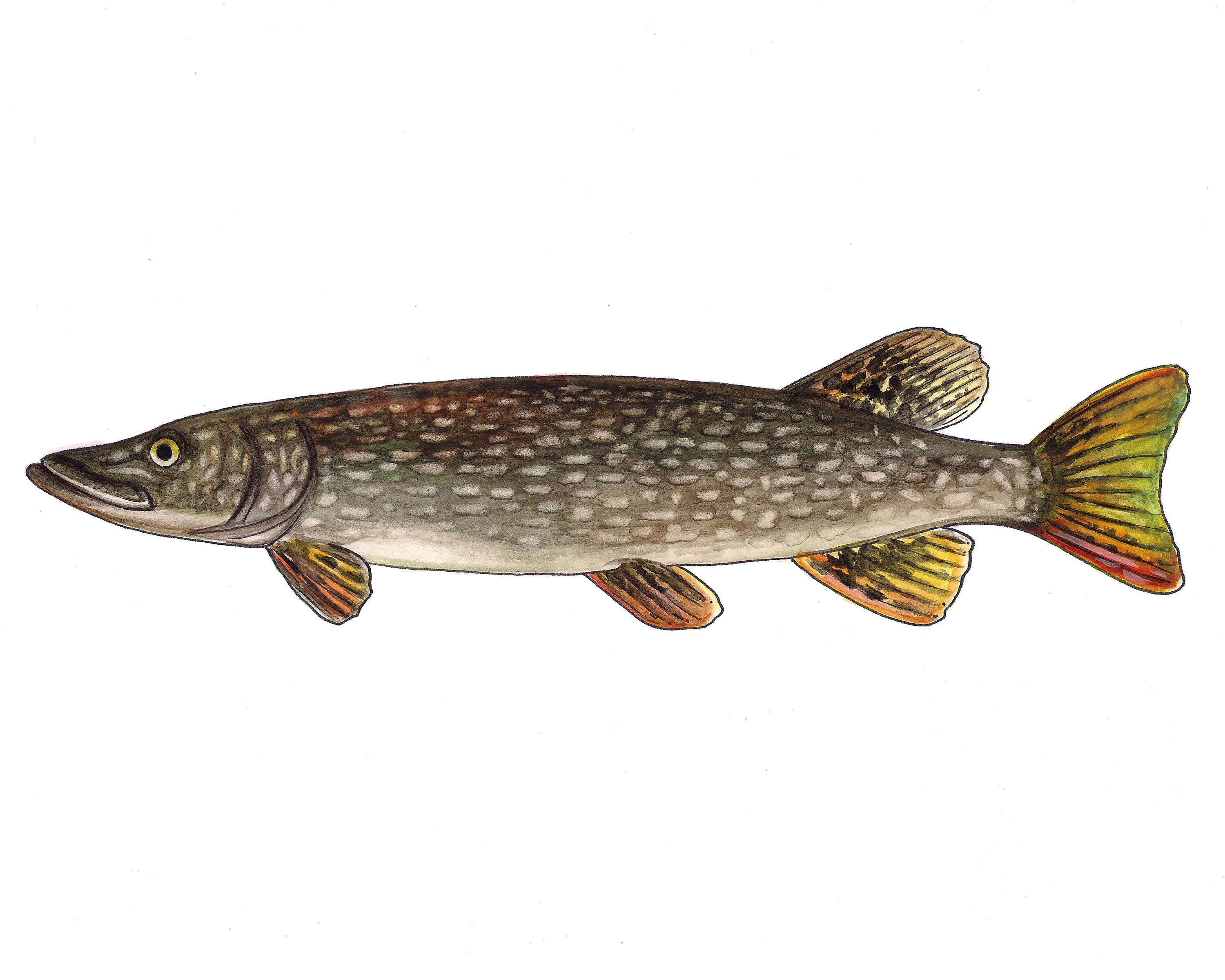 Northern Pike acuarela Bellas Artes Impresión - Etsy España