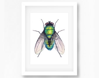 Green Bottle Fly Watercolor