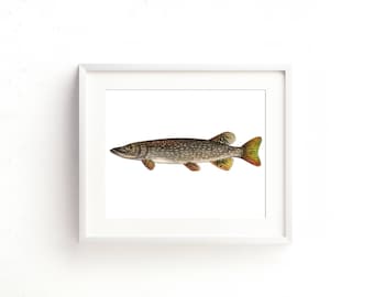 Northern Pike Watercolor Fine Art Print