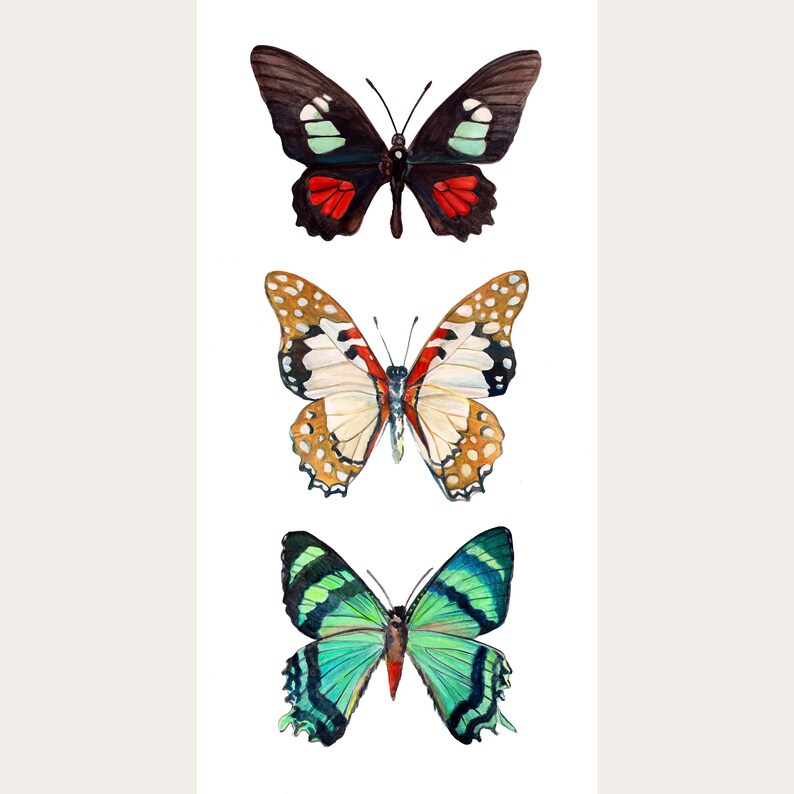 Butterfly Trio Watercolor Fine Art Print Etsy