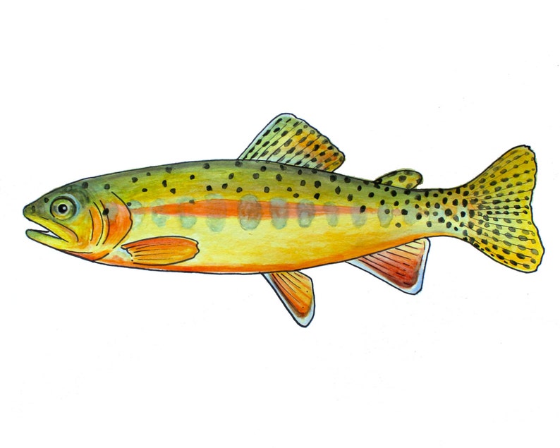 Golden Trout Fine Art Print Etsy
