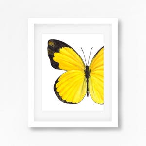 Small Grass Yellow Butterfly Watercolor Fine Art Print