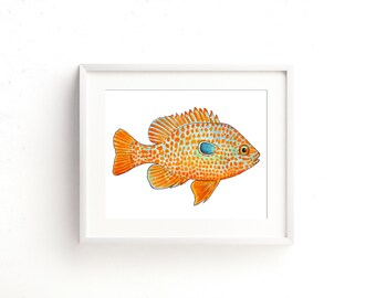 Missouri Longear Sunfish Watercolor Fine Art Print