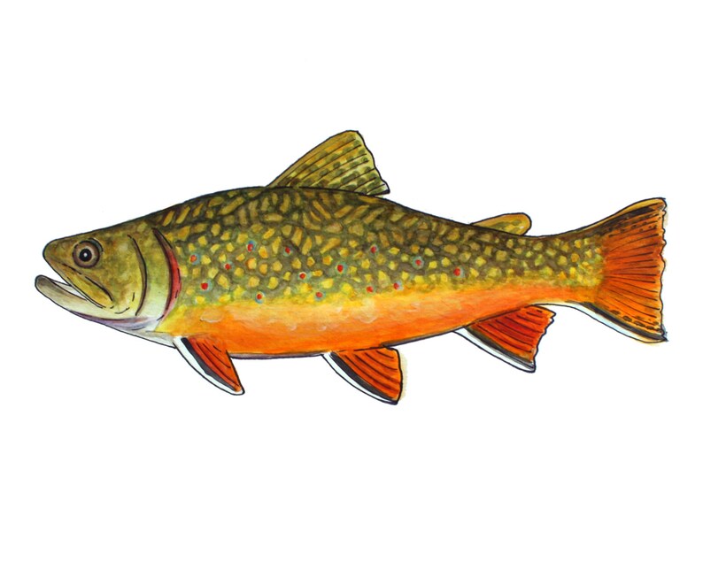 Brook Trout Fine Art Print Etsy