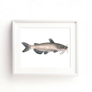 Channel Catfish Watercolor Fine Art Print
