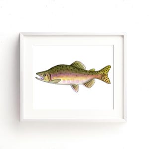 May include: A framed watercolor print of a fish. The fish has a green back with brown spots, a pink and yellow belly, and a yellow, spotted tail. The fish is in a white frame, set against a white background.