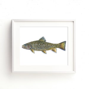 Eastern Brook Trout Watercolor Fine Art Print