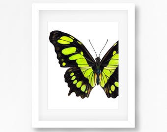 Malachite Butterfly Watercolor Fine Art Print