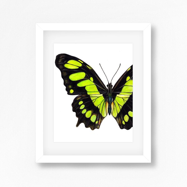 Malachite Butterfly Watercolor Fine Art Print