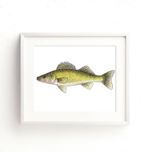 Walleye Aquarel Fine Art Print