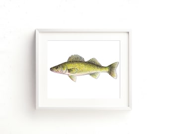 Walleye Watercolor Fine Art Print