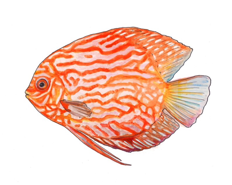 Orange Discus Fish Watercolor Fine Art Print - Etsy