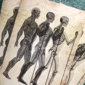 Può includere: Una pila di stampe artistiche anatomiche raffiguranti la forma umana in transizione dalla struttura muscolare a quella scheletrica. Le illustrazioni sono in bianco e nero, con uno sfondo di carta vintage.