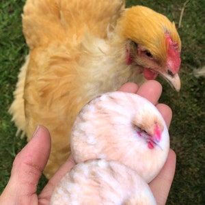 Pode incluir: Dois  copos de apoio redondos, de cerâmica branca, com uma imagem pintada de um frango castanho claro com crista e barbelas vermelhas. O frango está enroscado numa posição de dormir.