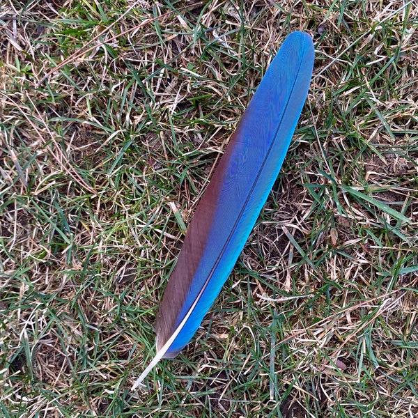 Macaw Parrot feather with quill -  bright blue, taupe & red - 10 3/4 inches