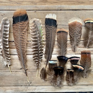 Wild Turkey Feather Assortment: USA Craft Feathers, 3-16&quot; (15 Pieces)