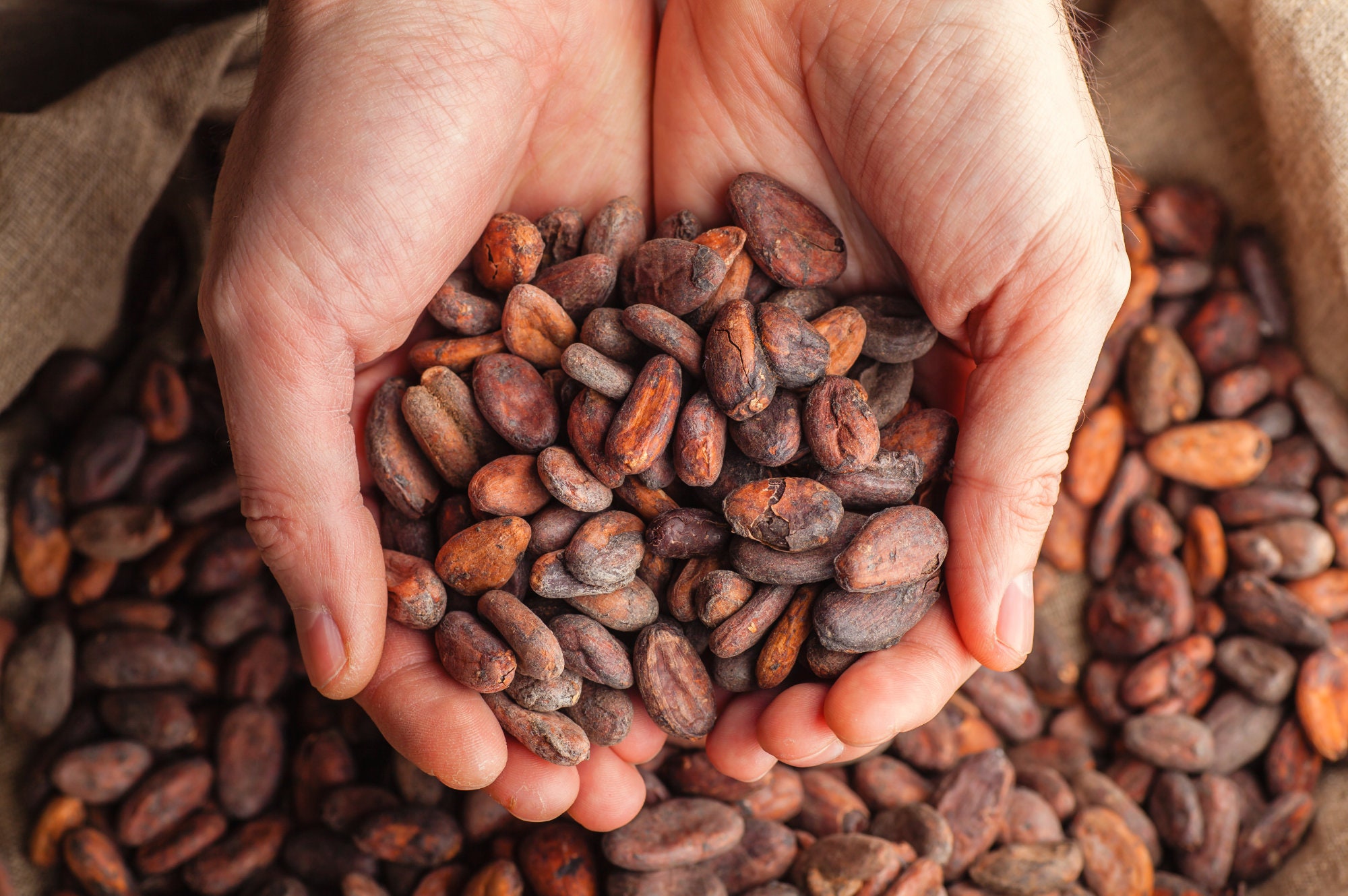 Raw Cacao / Cocoa Beans Chocolate Organic Arriba Nacional Bean Etsy