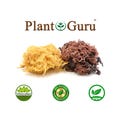 St Lucia Sea Moss / Saint Lucia Irish Moss Wildcrafted Raw 100% Pure Natural Gold & Purple