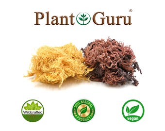St Lucia Sea Moss / Saint Lucia Irish Moss Wildcrafted Raw 100% Pure Natural Gold & Purple