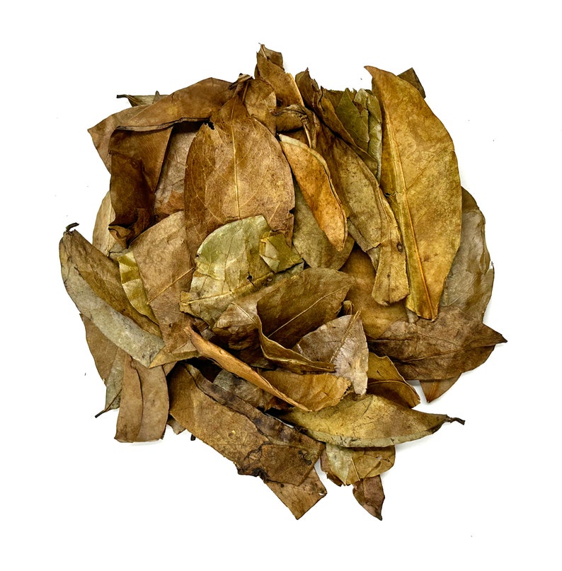 Feuilles de corossol séchées Feuilles de thé de corossol graviola naturel, hojas de guanabana image 8