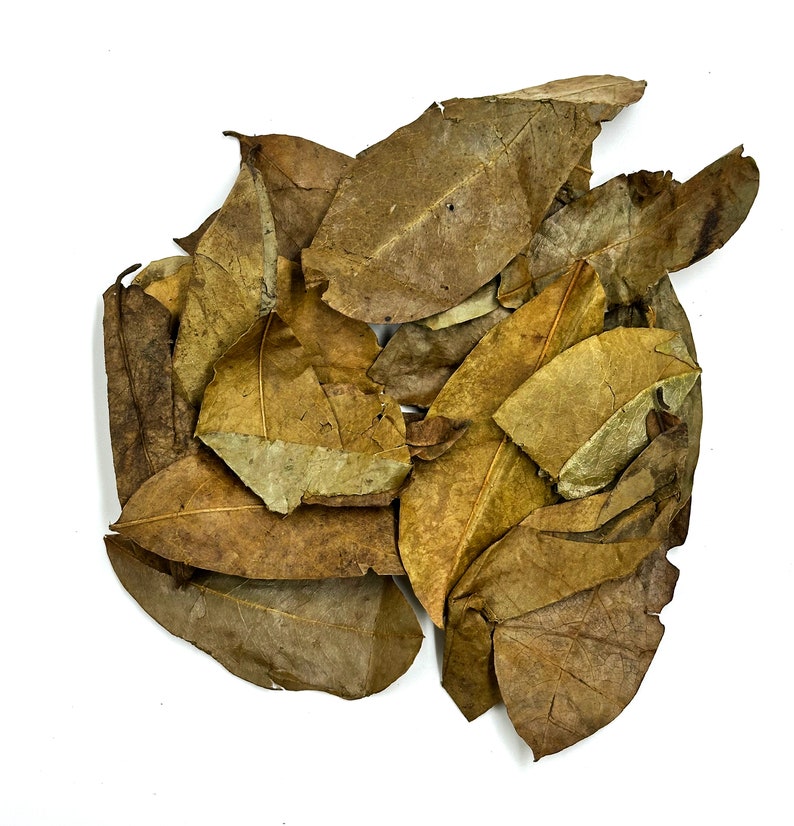 May include: A collection of dried, oval-shaped leaves in various shades of brown, tan, and ochre. The leaves exhibit a brittle, papery texture with visible veins and irregular edges, layered together to form a dense, overlapping cluster.