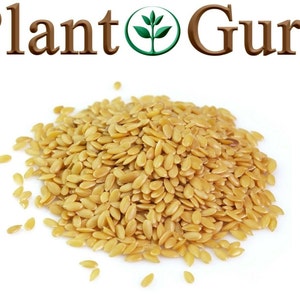 Pu&ograve; includere: Un mucchio di semi di lino dorati, sparsi su uno sfondo bianco. L'immagine include il testo "Plant Guru" in lettere marroni con un logo a forma di foglia verde.