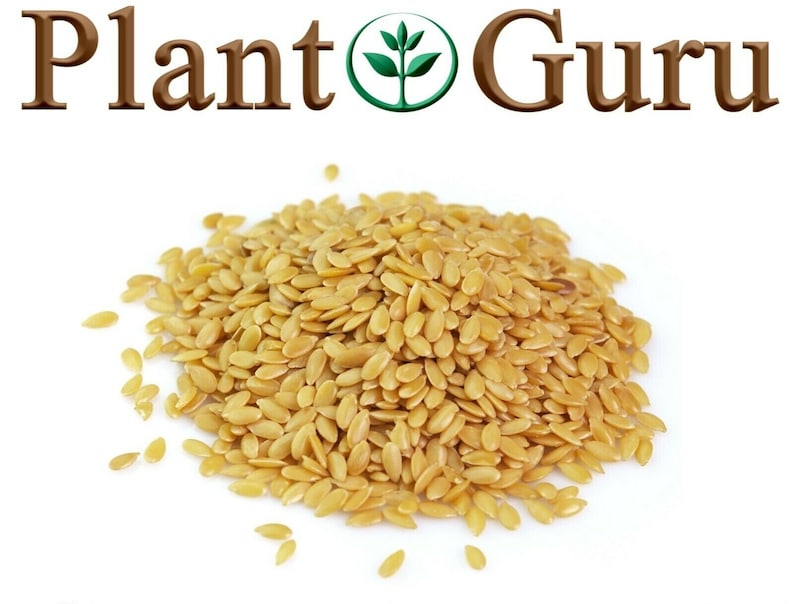 Pu&ograve; includere: Un mucchio di semi di lino dorati, sparsi su uno sfondo bianco. L'immagine include il testo "Plant Guru" in lettere marroni con un logo a forma di foglia verde.