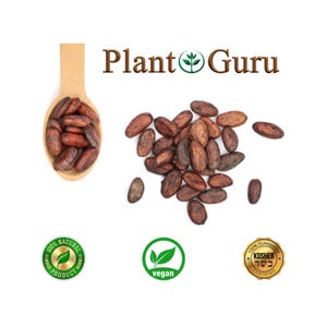 May include: Image of cocoa beans with the text "Plant Guru". The beans are in a wooden spoon and scattered on a white background. The image also includes "100% Natural Product", "Vegan", and "Kosher Certified" labels.