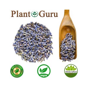 Lavender Flower Buds Dried Fresh Bulk Wholesale Lavandula Angustifolia