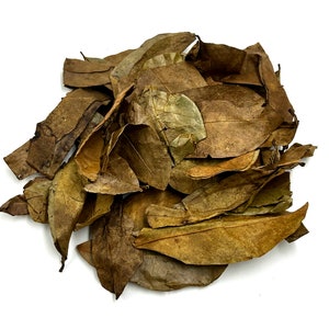 Feuilles de corossol séchées Feuilles de thé de corossol graviola naturel, hojas de guanabana image 7