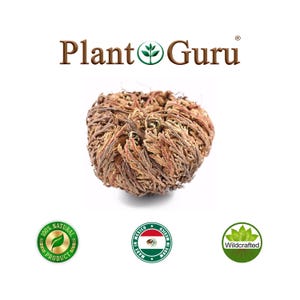 Jericho Flower - Rose of Jericho, Resurrection Flower, Whole Dried Herb