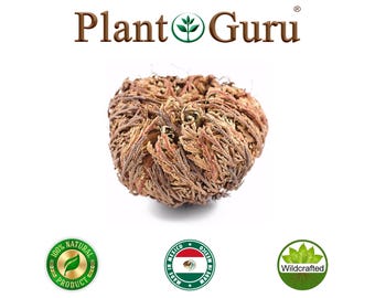 Jericho Flower - Rose of Jericho, Resurrection Flower, Whole Dried Herb