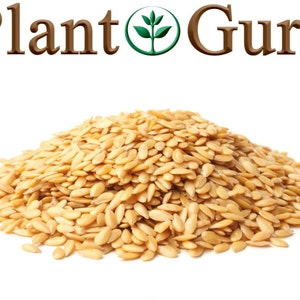 Pu&ograve; includere: Un mucchio di semi di lino dorati su sfondo bianco. Il testo "Plant Guru" &egrave; visualizzato sopra i semi in lettere marroni con un logo a forma di foglia verde.