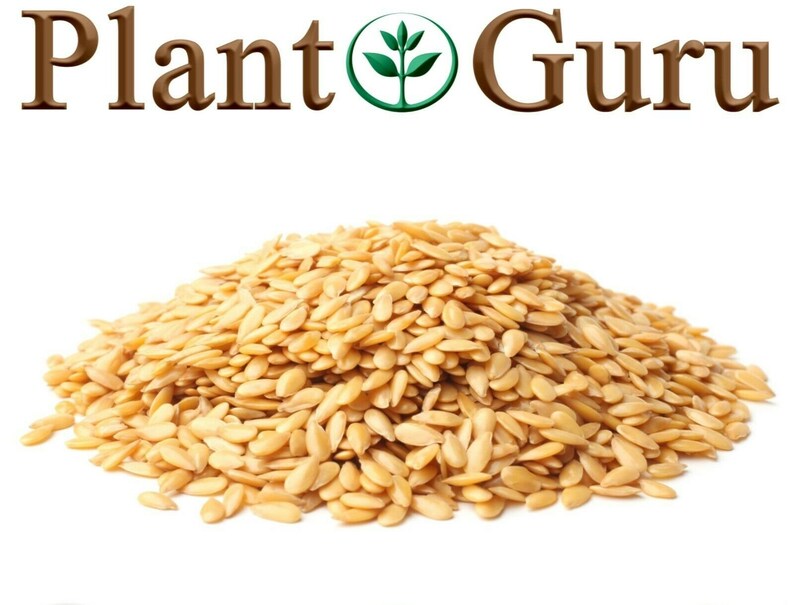 Pu&ograve; includere: Un mucchio di semi di lino dorati su sfondo bianco. Il testo "Plant Guru" &egrave; visualizzato sopra i semi in lettere marroni con un logo a forma di foglia verde.